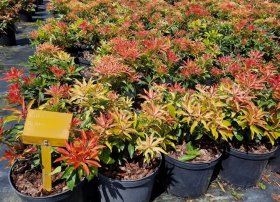 Dekoratyvinis krūmas, bereinutis japoninis, įvairūs, vazonas 5 l.