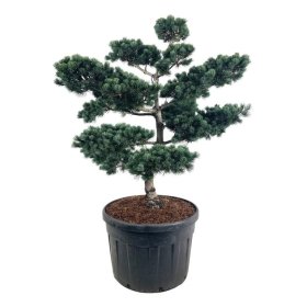 Spygliuotis, pušis smulkiažiedė "Negishi" (bonsai), aukštis 125-150 cm., vazonas 180 l.