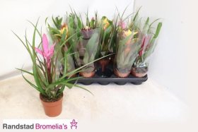 Kambarinis augalas, bromelija, vazonėlio skersmuo 12 cm.