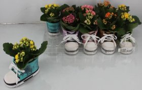 Kambarinis augalas, kalankė kompozicija, vazonėlio skersmuo 13 cm.