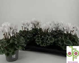 Kambarinis augalas, ciklamenas "Rembrant", vazono skersmuo 12 cm.