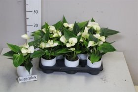 Kambarinis augalas, anturis, kompozicija, vazonėlio skersmuo 9 cm.