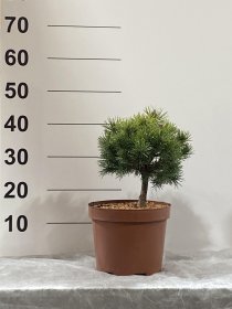 Spygliuotis, pušis "Mops", vazonėlio skersmuo 23 cm.