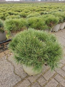 Spygliuotis, pušis paprastoji "Martham", aukštis 40-50 cm., vazonas 25 l.