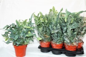 Kambarinis augalas, kiškiapapartis "Blue Star", vazonėlio skersmuo 17 cm.