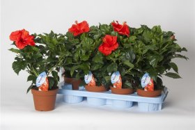 Kambarinis augalas, kinrožė, vazonėlio skersmuo 13 cm.