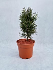 Spygliuotis, pušis baltažiedė "Mint truffle", vazonas 3 l.