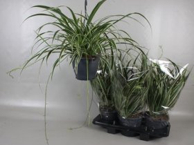 Kambarinis augalas, chlorofitas, vazonėlio skersmuo 19 cm.
