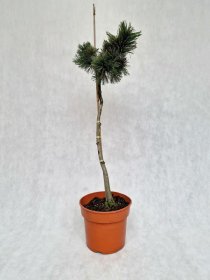 Spygliuotis, pušis žemoji "Jeg 2", vazonėlio skersmuo 27 cm.