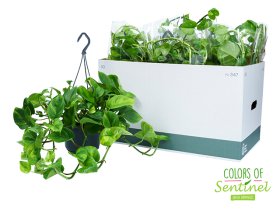 Kambarinis augalas, skindapas "Global Green", vazonėlio skersmuo 15 cm.