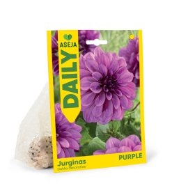 Dekoratyvinio jurgino svogūnėlis ASEJA Daily Purple, 1 vnt., I r., 83991601, (P)