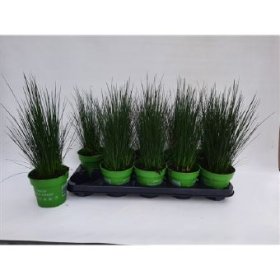 Žolinis augalas, vikšris, vazonėlio skersmuo 12 cm.
