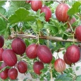 Vaiskrūmis, agrastas raudonasis "Niesluchowski" (Ribes uva-crispa)