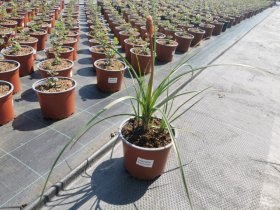 Daugiametė gėlė, knifofija, vazonėlio skersmuo 15 cm.