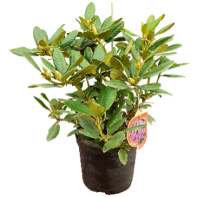 Dekoratyvinis krūmas, rododendras, įvairios veislės, vazonas 5 l.