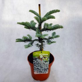Spygliuotis, kėnis kvapusis "Glauca", vazonėlio skersmuo 20 cm.
