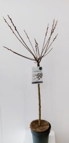 Dekoratyvinis medis, gluosnis, vazonėlio skersmuo 19 cm.