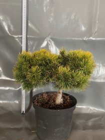 Spygliuotis, kalninė pušis "Ophir", vazonėlio skersmuo 23 cm.