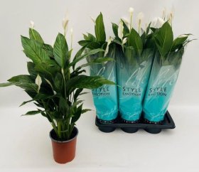 Kambarinis augalas, spatifilis, vazonėlio skersmuo 17 cm.