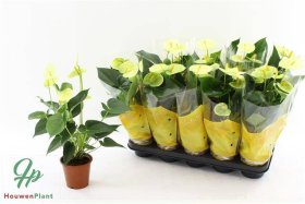 Kambarinis augalas, anturis "Vanilla", vazonėlio skersmuo 12 cm.