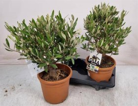 Dekoratyvinis krūmas, alyvmedis, vazonėlio skersmuo 19 cm.