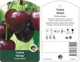 Vaismedis, trešnė koloninė "Silvija"