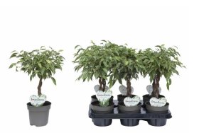 Kambarinis augalas, fikusas ant stiebo "Nina", vazonėlio skersmuo 12 cm.