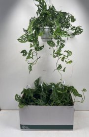 Kambarinis augalas, monstera "Adansonii", vazonėlio skersmuo 17 cm.