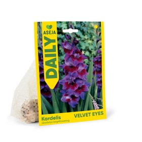 Didžiažiedžio kardelio svogūnėliai ASEJA Daily Velvet Eyes, 3 vnt., 10/12, 83991310, (P)