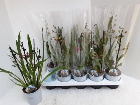 Kambarinis augalas, orchidėja (Phalaenopsis) "Kambrija", vazonėlio skersmuo 12 cm.