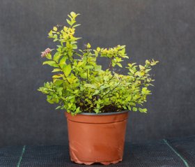 Dekoratyvinis krūmas, japoninė lanksva SODO GAMA "Goldmound", vazonėlio talpa 2 l.