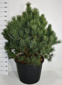 Spygliuotis, pušis paprastoji "Watereri", aukštis 100-125 cm., vazonas 110 l.