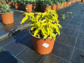 Daugiametė gėlė, sėpenė "Caryopteris", vazono skersmuo 19 cm.