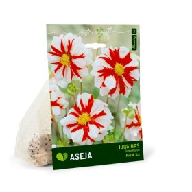 Didžiagraižio jurgino Fire and Ice svogūnėlis ASEJA, 1 vnt., I r., 16114, (P)