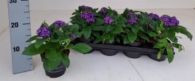 Vienmetė gėlė, kvapnusis heliotropas, vazonėlio skersmuo 12 cm.