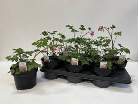 Daugiametė gėlė, auskarėliai "Spectabilis", vazonėlio skersmuo 15 cm.