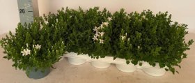 Daugiametė gėlė, katilėlis "White", vazonėlio skersmuo 12 cm.