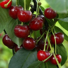 Vaismedis, vyšnia “Pandy” (Prunus cerasus)