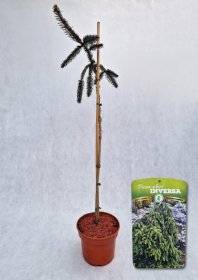 Spygliuotis, eglė paprastoji "Inversa", vazonas 5 l.