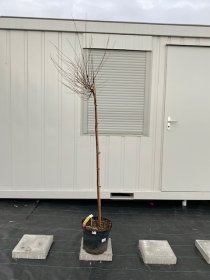 Dekoratyvinis medis, beržas keružis, vazonėlio skersmuo 30 cm.