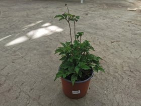 Daugiametė gėlė, plukė, vazonėlio skersmuo 19 cm.
