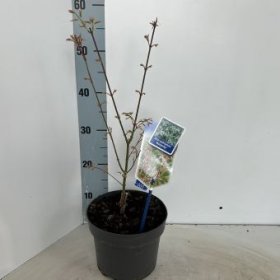 Dekoratyvinis medis, plaštakinis klevas "Butterfly", aukštis apie 60 cm., vazonėlio skersmuo 19 cm.