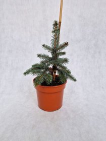 Spygliuotis, eglė dygioji "Hoto", vazonėlio skersmuo 19 cm.