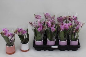 Kambarinis augalas, orchidėja, įvairi, keraminiame vazone, skersmuo 6 cm.