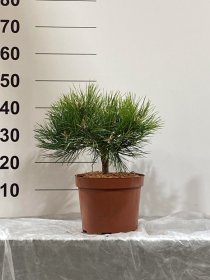 Spygliuotis, pušis "Low Glow", vazonėlio skersmuo 23 cm.