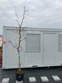 Dekoratyvinis medis, beržas karpuotasis, vazonėlio skersmuo 43 cm.