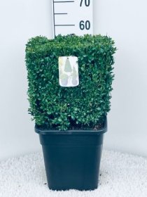 Dekoratyvinis krūmas, buksmedis paprastasis, kvadrato formos, aukštis 30-35 cm., vazonėlio skersmuo 32 cm.