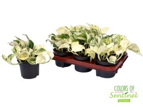 Kambarinis augalas, skindapas "Happy Leaf", vazonėlio skersmuo 12 cm.