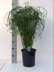 Kambarinis augalas, viksvuolė "Alternifolius", vazonėlio skersmuo 21 cm.