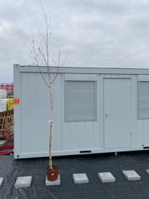 Dekoratyvinis medis, beržas himalajinis, vazonėlio skersmuo 28 cm.